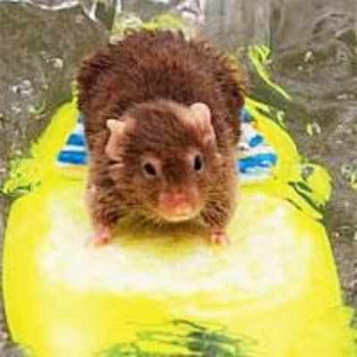 It's surf's up for these Aussie mice