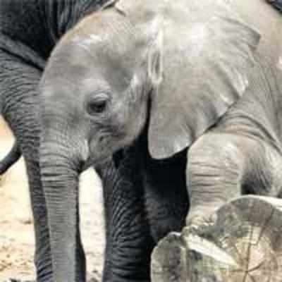Beijing Zoo throws birthday bash for baby elephant