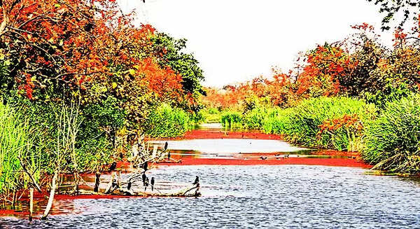 With plans for 5 eco-sensitive zones, Raj houses largest number of ESZs