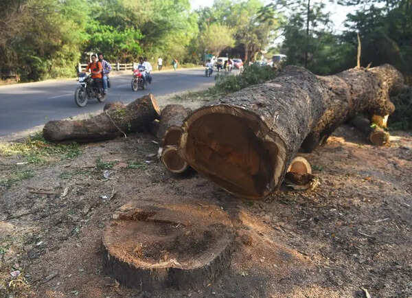 Nod for tree felling now to be granted within 15 days