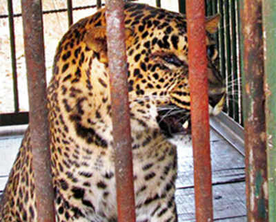 Leopards suffer from bad lifestyle, put on a diet