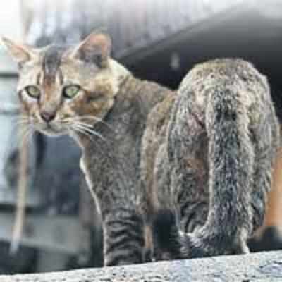 Colaba residents take '˜cat fight' to the cops