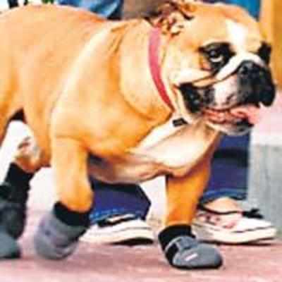 Booties for dogs entering Muslim homes in UK