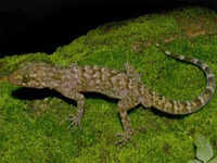 Gecko species discovered near Raimona National Park