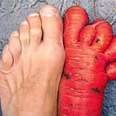 Gardener grows foot-shaped carrot