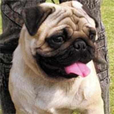 Pug case trots to High Court