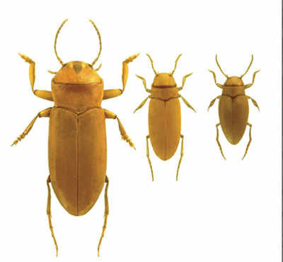 Blind beetles show great signs of sight