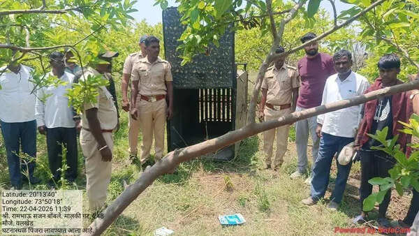 Two-year-old girl killed in leopard attack in Dindori