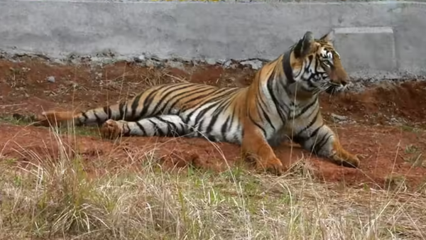 Tiger found dead in Kheri, 2nd in 2 days