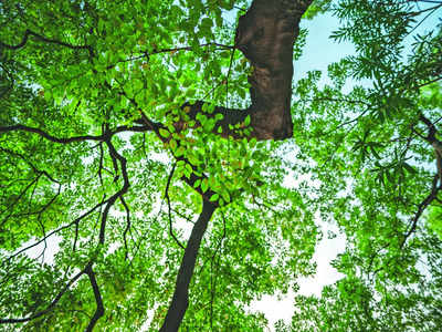 Tree for a tree would make whole city green