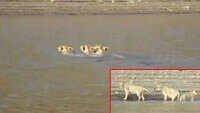 Gir lionesses swim across river, video goes viral 