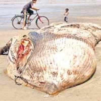 Mammoth whale dies after hit by trawler