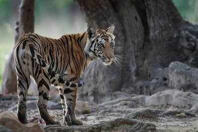 Half-eaten carcass of tiger cub found in Pench reserve
