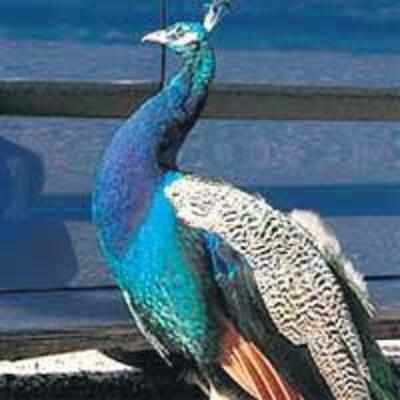 '˜Gay' peacock that's in love with blue cars