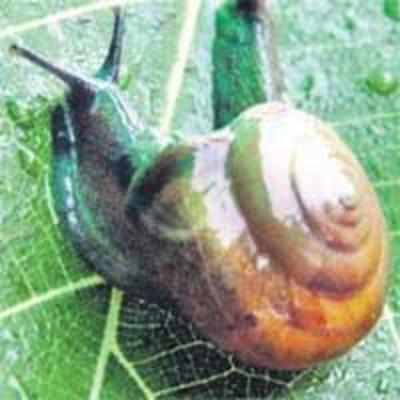 Terry slithers to victory in '˜World's Fastest Snail' race