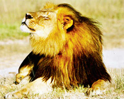 Now, lion kills guide in park where Cecil was hunted