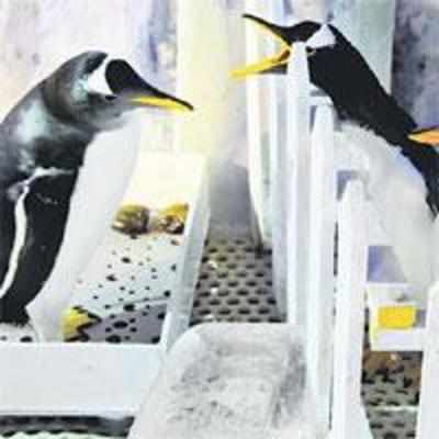 Egg-static gay penguins set to become '˜fathers'