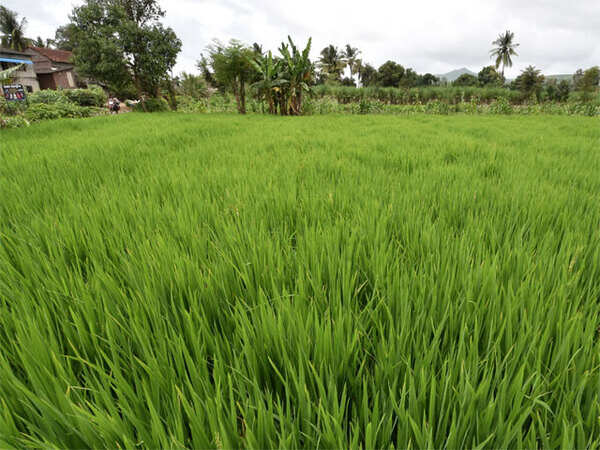 Kharif foodgrain output may fall 2.78%: Govt estimates