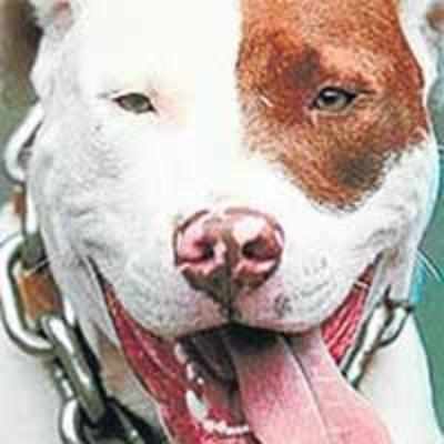 Woman agrees to pay Rs 60 lakh for clone of dog hero