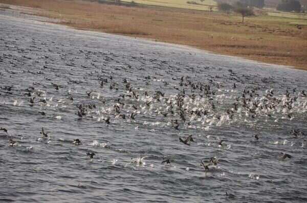 Weather delays winged visitors’ Malwa sojourn