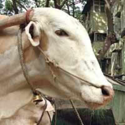 Can't slaughter bullocks under 16 years: HC