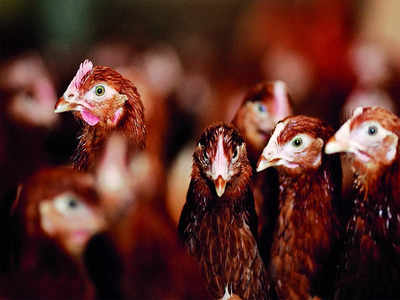 Bird flu: No cases so far in Karnataka