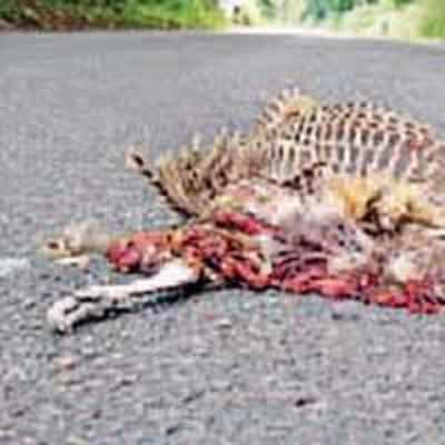 Roadkill calendar a surprise hit