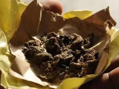 DRI nabs key accused in Rs 95 lakh cannabis seizure case