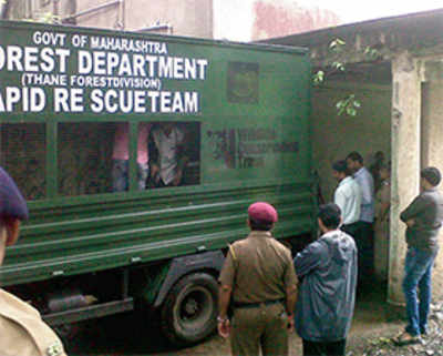 Leopard remains elusive at IIT after day-long search