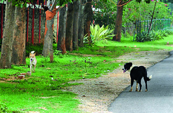 Ranchi bravehearts erect new shelter homes for Indies