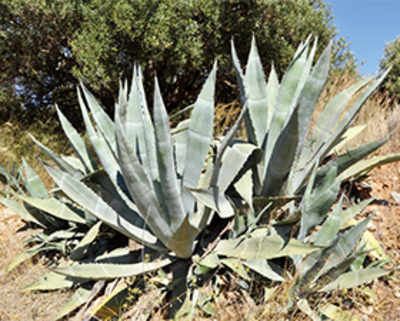 Tequila plant may be key to fighting climate change