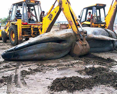 Blue whale dies on Alibaug beach