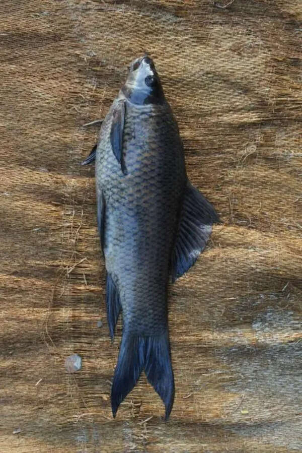 ICAR scientists find new fish species in Mandya