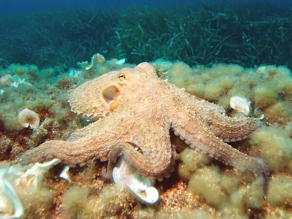 Why do scientists think these 65-foot octopuses were the real rulers of ancient oceans before sharks took over?