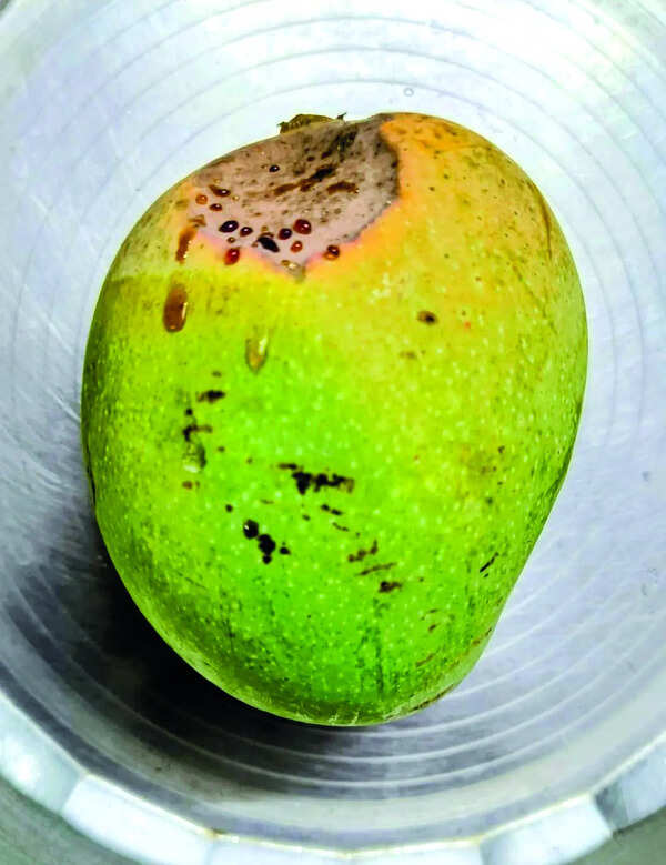 Heat stress causes scalding, fruit drop in mango orchards