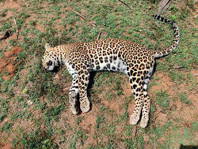 Leopard, cubs found dead in Mysuru