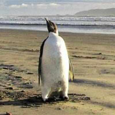 Lost penguin Happy Feet going home to Antarctic after NZ holiday