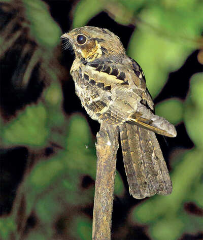 Urban Jungle: The Midnight Birders