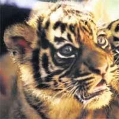 Activists up in arms against tiger sale website