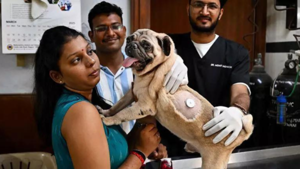 Diabetic pet dog in Mumbai gets tech device on body to monitor blood sugar