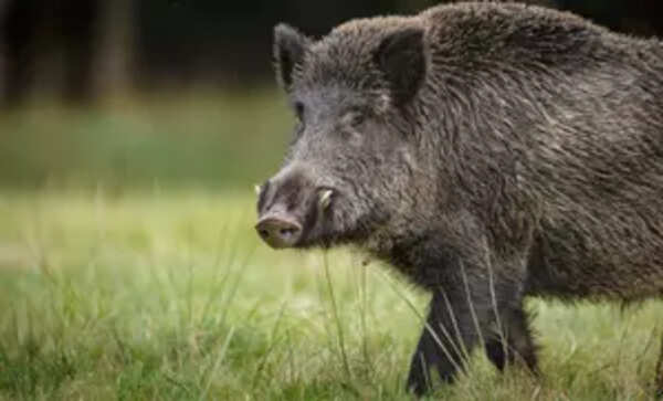 Wild boar attack injures eight tendu leaf collectors in Chhattisgarh forests, many critical