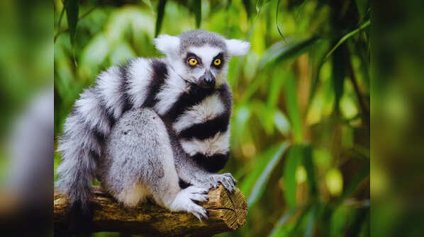 Madagascar