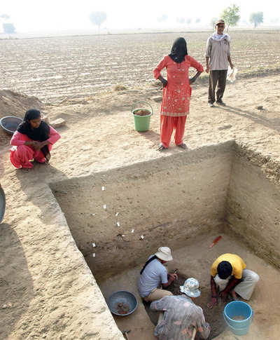 Rice farming in India much older than thought