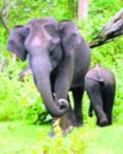 Elephantine encounters