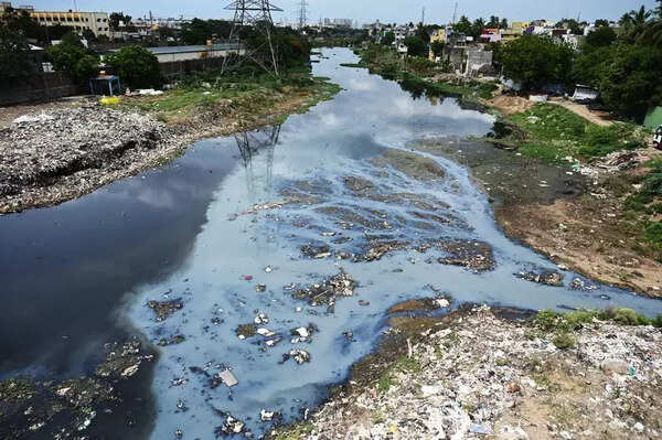Cleaning Cooum: Micro algae can help decrease heavy metals in river