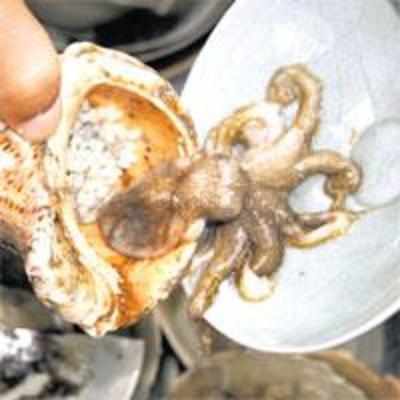 Octopus finds ancient Korean treasure trove