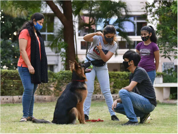 Need a trainer for your dog? Here’s how to find a good one