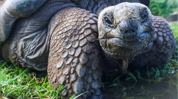 Giant Tortoises