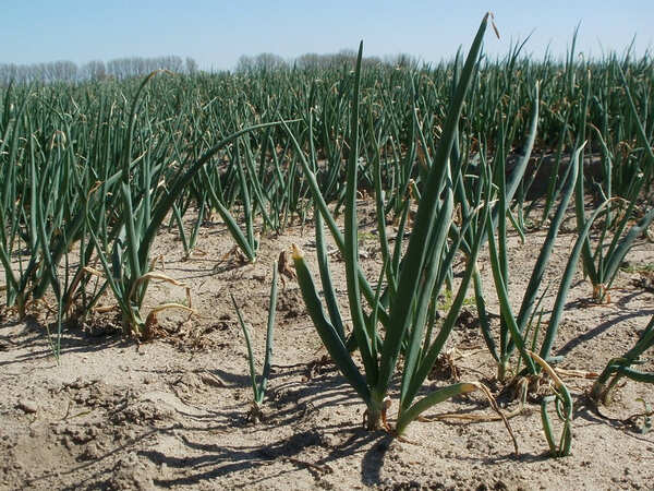 Smaller area sown with onion could mean higher prices in Gujarat