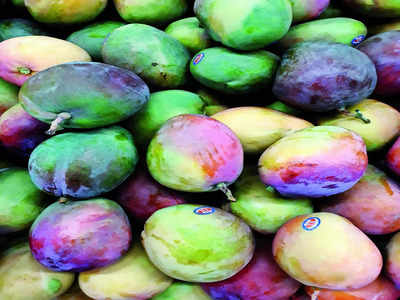 59% rise in mango exports from Bengaluru Airport in 2024